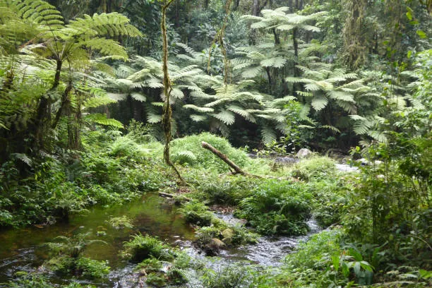 Bwindi